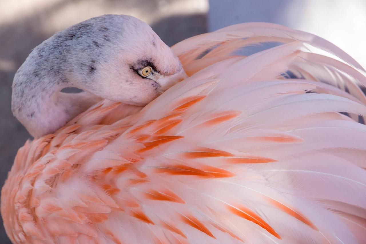 Pousada Sol E Mar マラゴージ エクステリア 写真